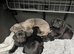 Beautiful cane corso puppies