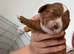 Female F1 Cavapoos dna health tested parents