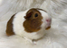 Sows. Price is for the pair of lovely ladies