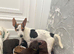 5 Beautiful Toy Jackapoo Puppies