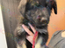 Reduced further to sell Ready now Stunning kc reg German shepherd pups