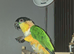Black headed caique