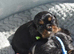 Health Tested- Cavalier King Charles Spaniel