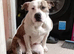 American bulldog Cross bitch