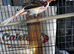 Hen Harle canary