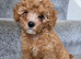 1 beautiful cavapoo boy looking for his forever home