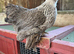 Pekin Bantam Hens