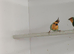 Pied sea green parrot finches