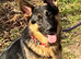 Beautiful German sheppard pups