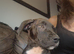 Loving puppies