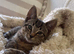 Two male tabbies