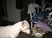 Staffordshire bull terrier for STUD DUTIES