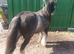 Blue Blagdon cob