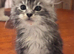 Fantastic Young Maine Coon Male, Active Type