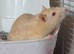Two male rats and cage.