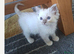 GCCF lilac Ragdoll boy kittens