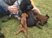 Spaniel pup