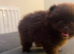 Chocolate pomeranian boy unique lines