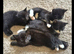 Kittens available now !!