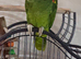 Amazon parrot