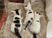 Adorable 9-Week-Old Kittens Looking for Loving Homes