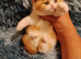 Exotic Persian girl and boy ready for rehoming