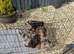 Cockapoo puppy F1 ️ chocolate girl .