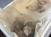 Hand-Reared Conures