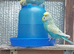 Bonded pair ready to breed