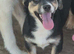 Rescue mix terrier, 7 months old,neutered