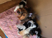 Purebred Biewer Terrier Puppies