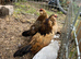 d'Anvers Pullets and stag