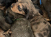 KC registered Standard Long Haired Dachshunds