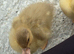 Duckling of different ages available