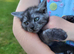 Georgeous litter of Maine Coon x kittens