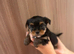 Pedigree KC registered Yorkshire terrier puppies