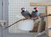 Lovely proven Pair of Java Finch