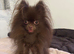 Beautiful chocolate Pom