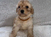 Beautiful F1 Cavapoo Puppies Health Tested Parents