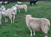 Llynn x Texel theaves. Ready for the ram