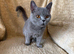 Beautiful British Shorthair Queen – Paris