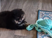 Pomeranian