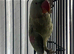 SEMI TAME AND TALKING BABY ALEXANDRINE PARROTS