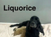 Liquorice apricot girl is looking for the right home