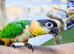 Baby Hand reared Black headed Caique,25
