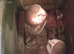 barn owls x 2