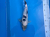 32cm Shiro Utsuri - Pond closure due to upcoming house move