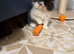 Pedigree Persian Kitten READY NOW