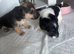 2 pure Jack Russell boys