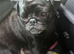Frug puppies ready December ( ONLY GIRLS LEFT NOW)